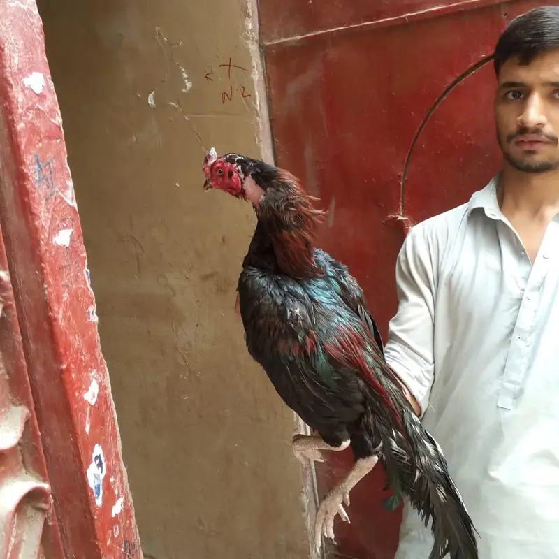mia wali — photo 3