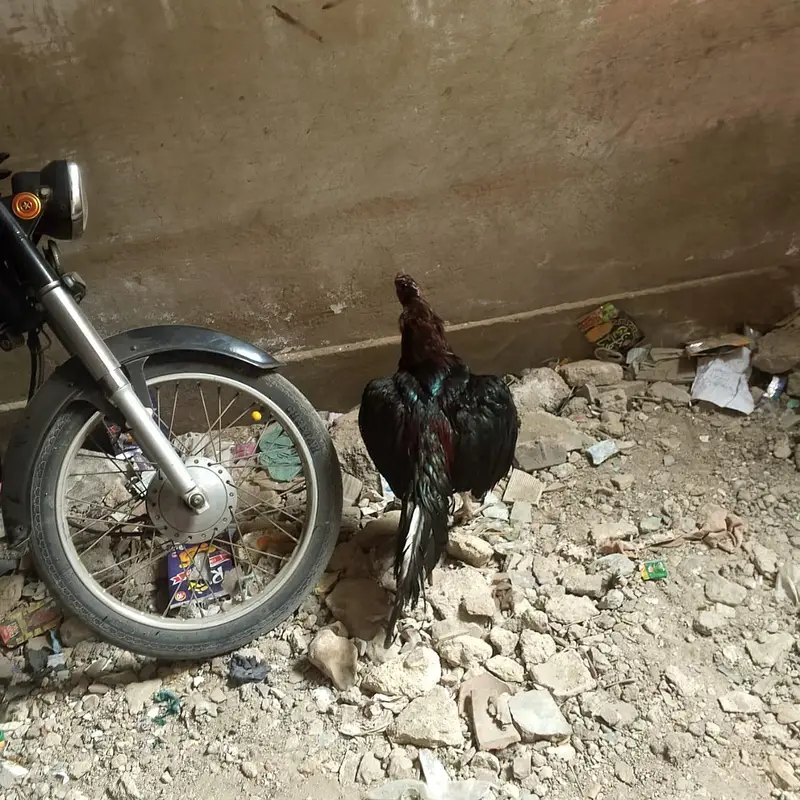 mia wali — photo 7
