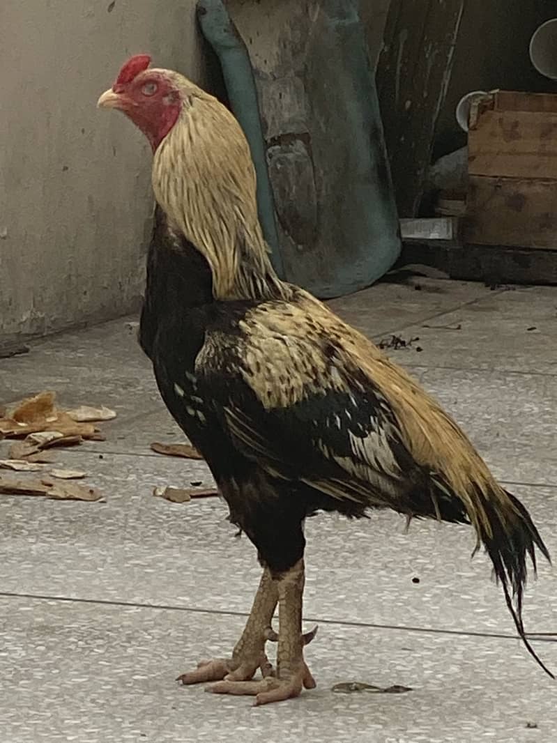 Aseel java for sale 1