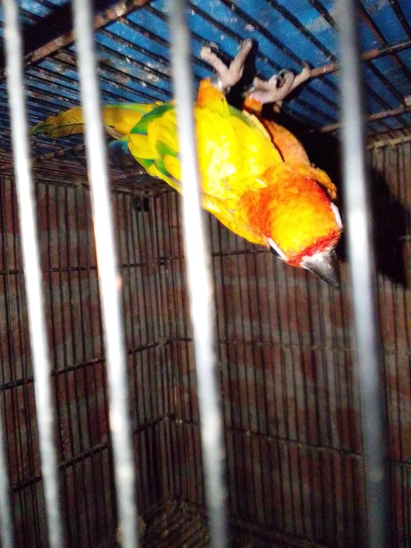 Sun cnoore pair breader 0