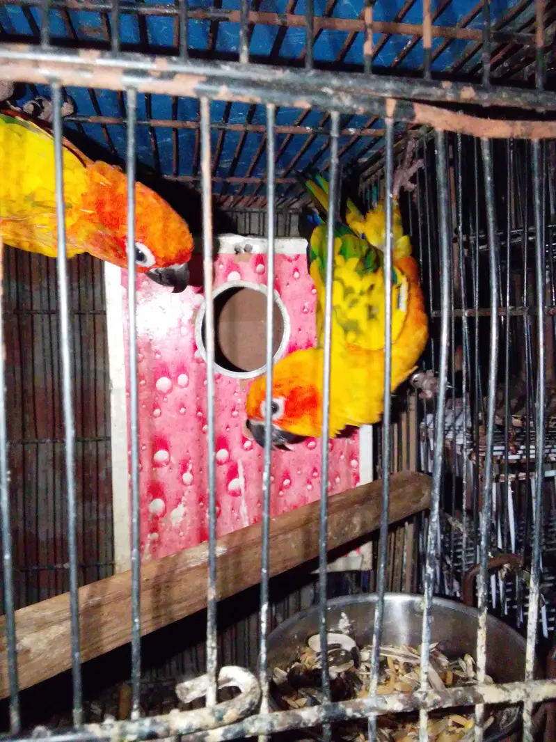 Sun cnoore pair breader — photo 2
