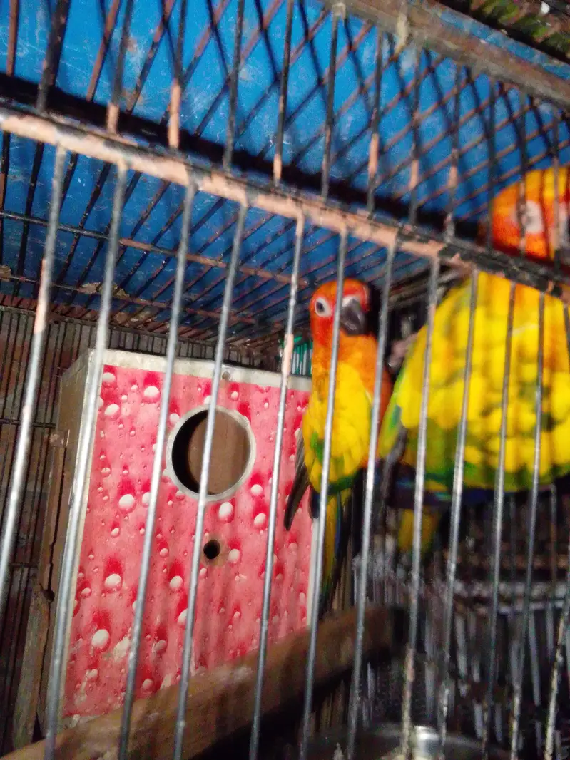 Sun cnoore pair breader — photo 3