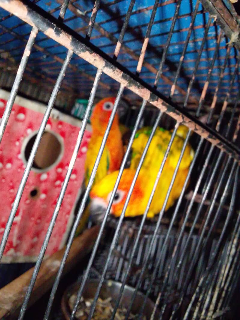 Sun cnoore pair breader 3