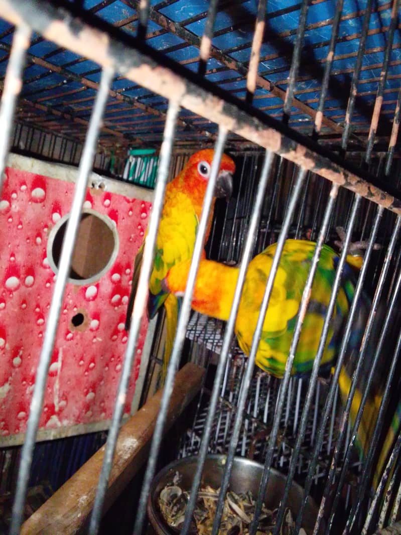 Sun cnoore pair breader 4