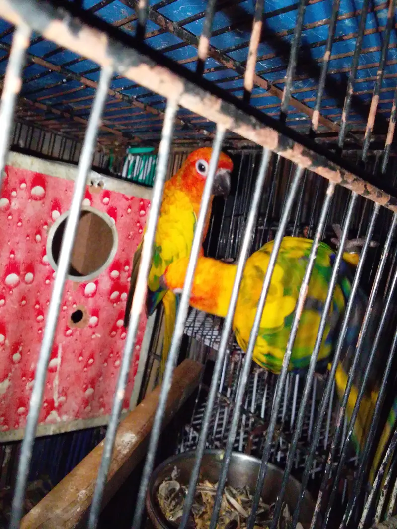 Sun cnoore pair breader — photo 5