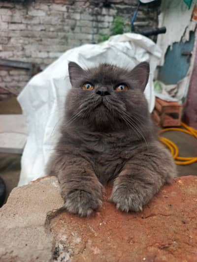 Grey persian male cat