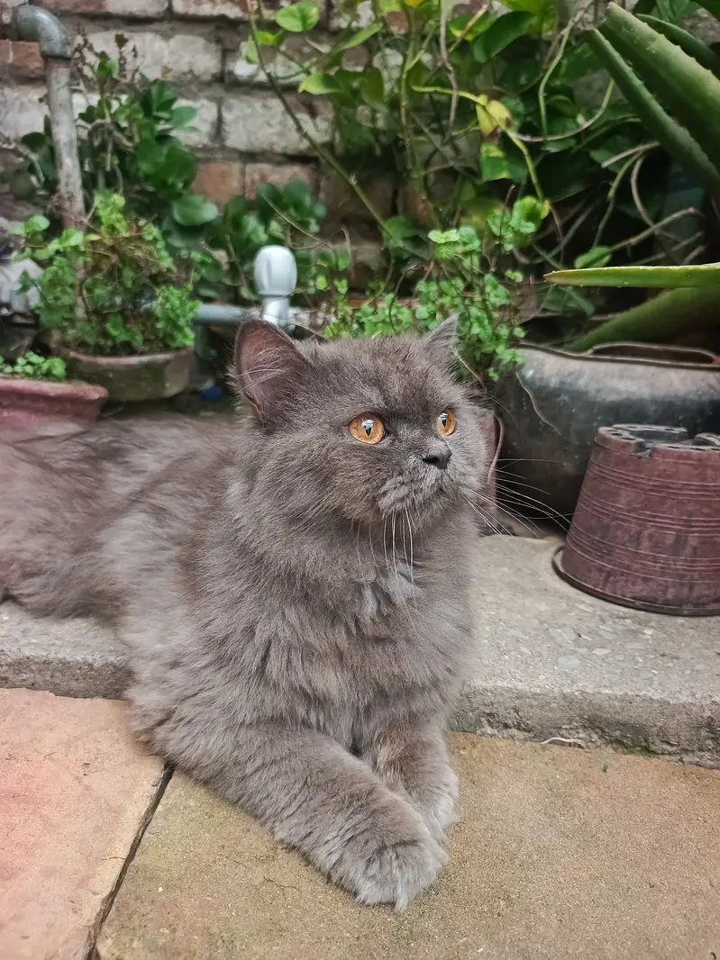 Grey persian male cat — photo 2