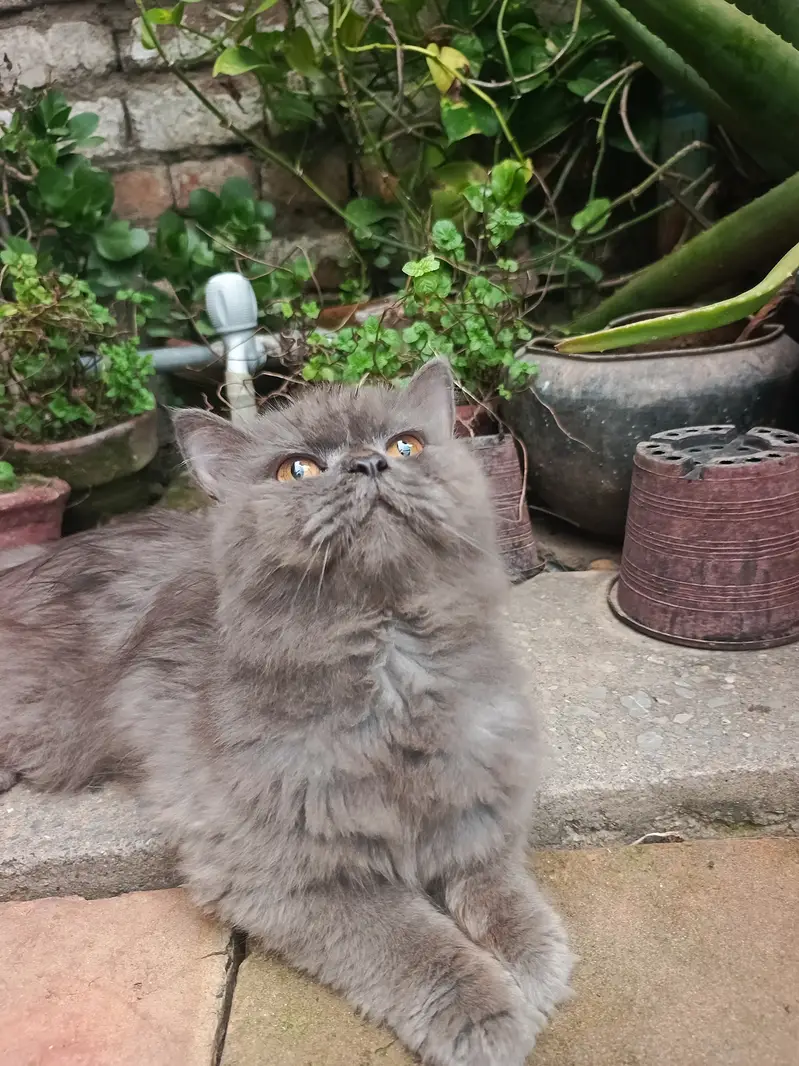 Grey persian male cat — photo 3
