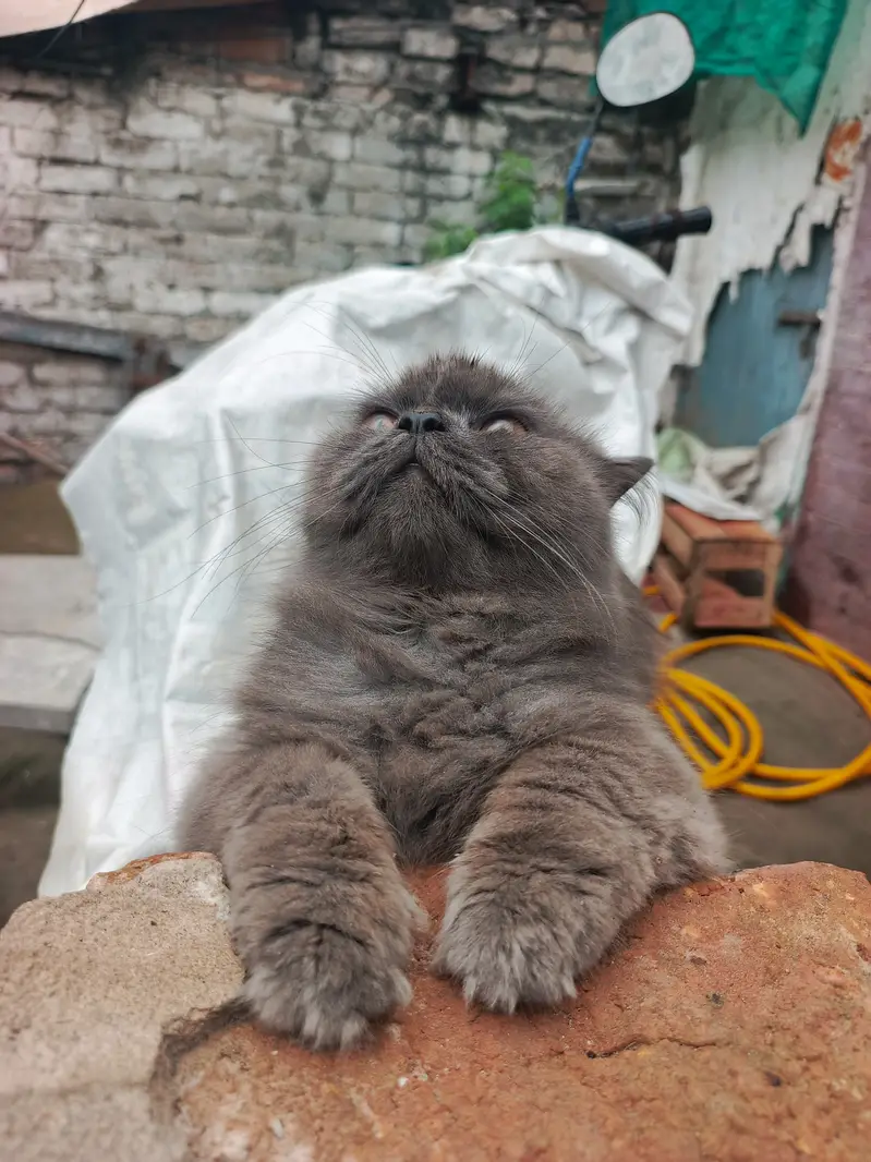 Grey persian male cat — photo 4