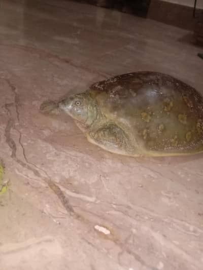 Indian turtle
