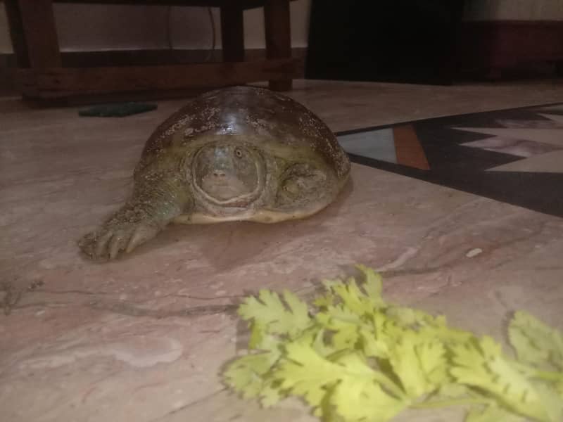 Indian turtle 1