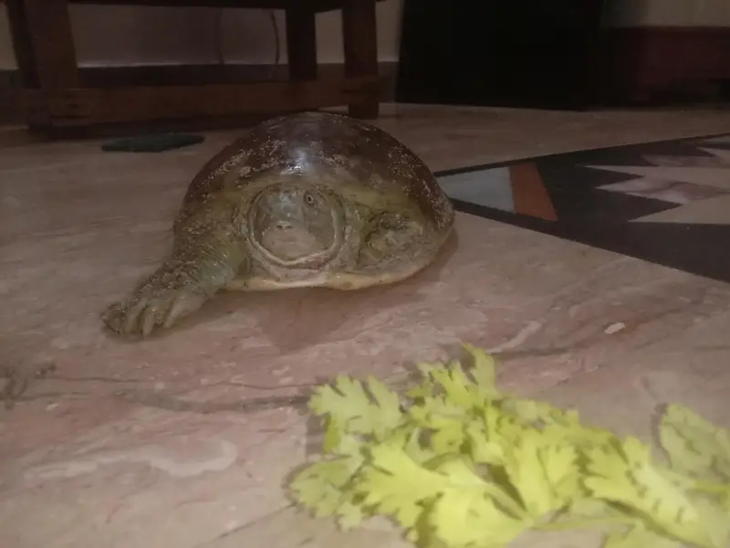 Indian turtle — photo 2