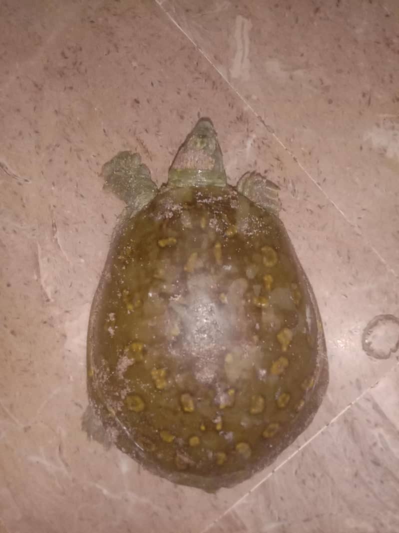 Indian turtle 2