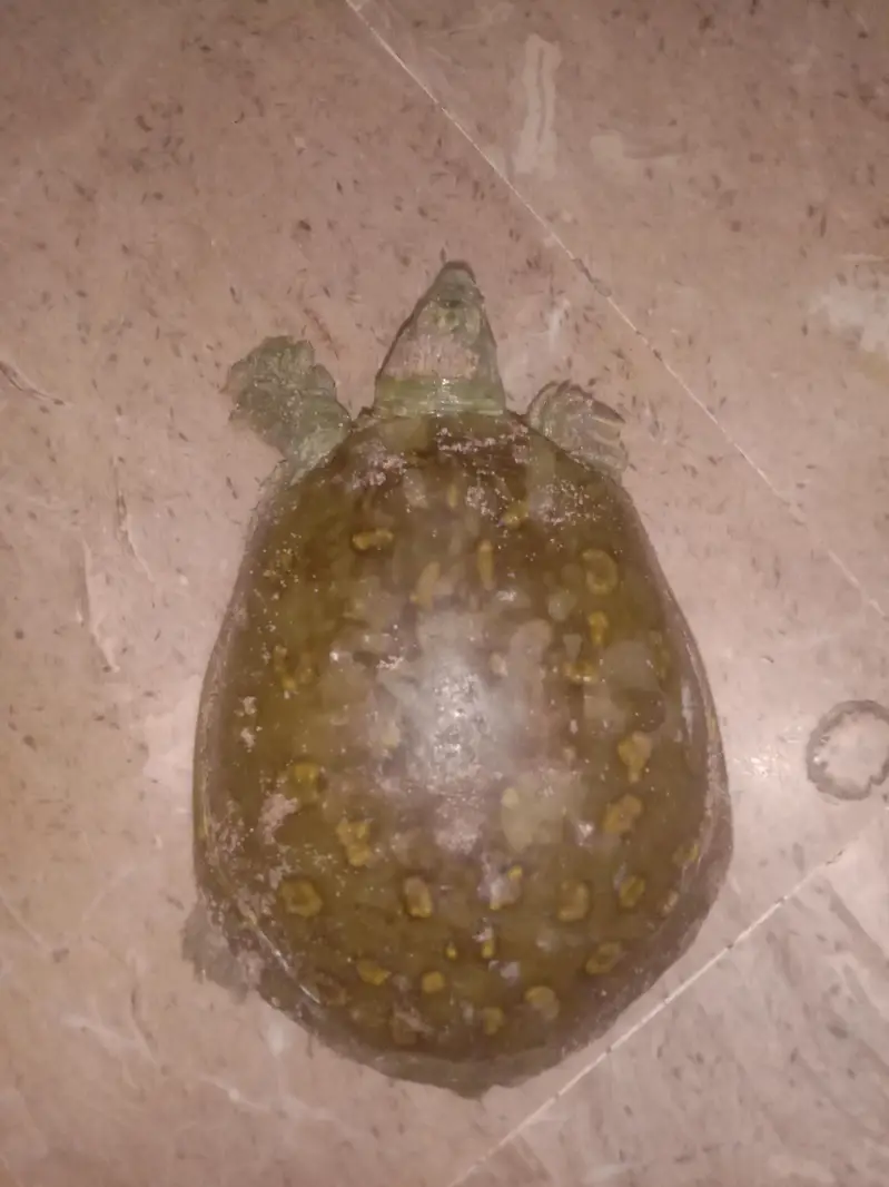 Indian turtle — photo 3