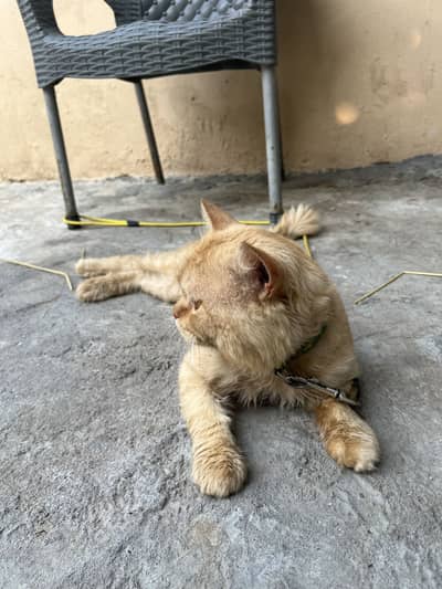Persian cat for sale