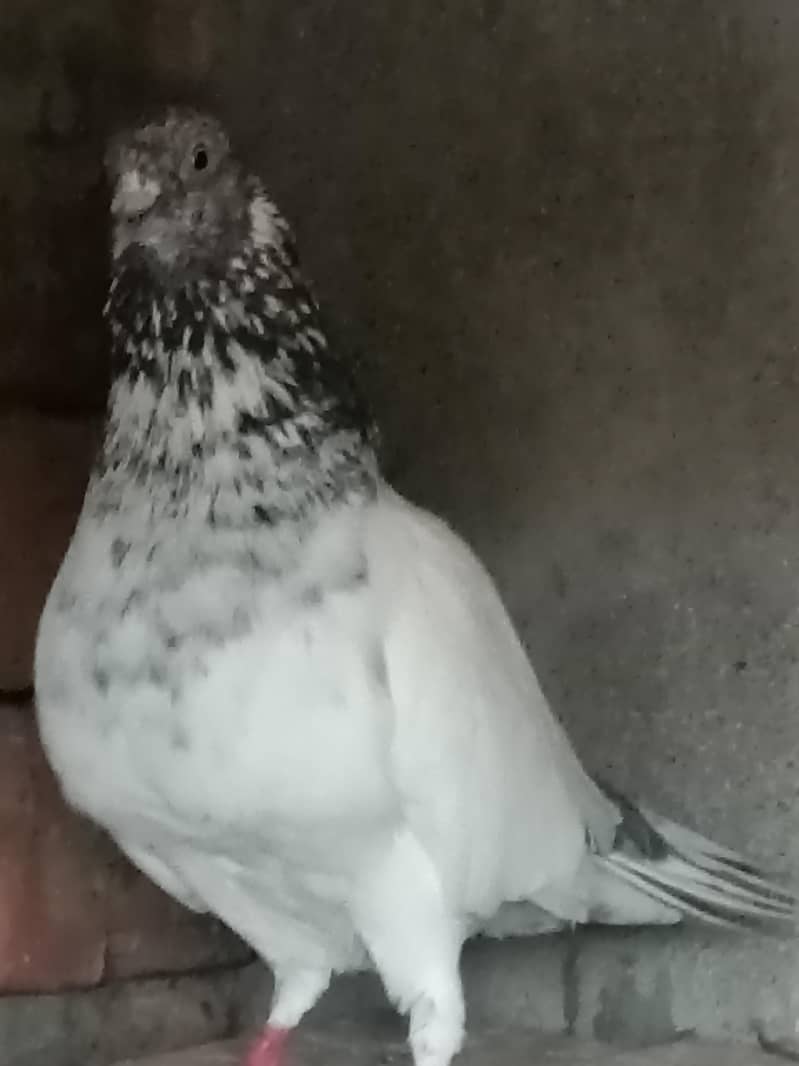 Normal Peigons pair 0