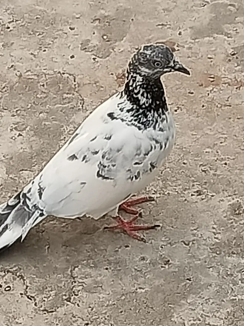 Normal Peigons pair — photo 3