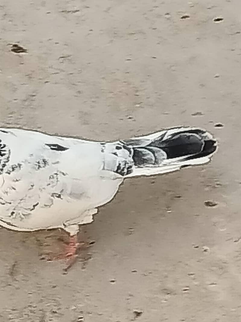 Normal Peigons pair 3