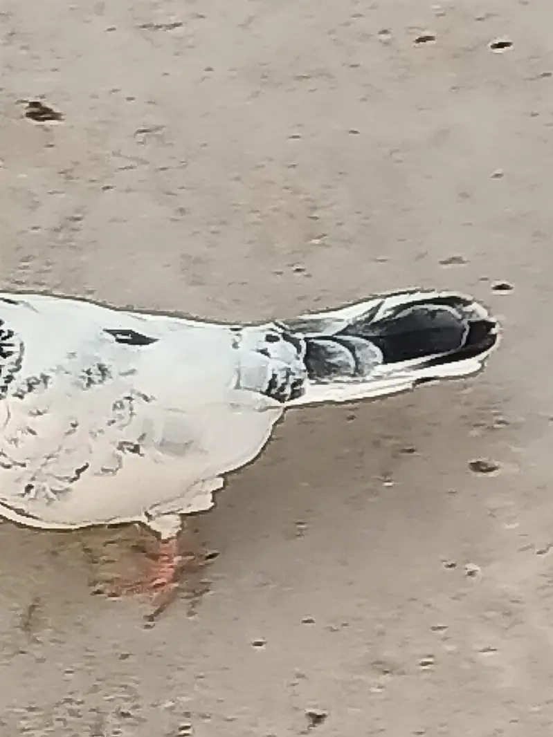 Normal Peigons pair — photo 4