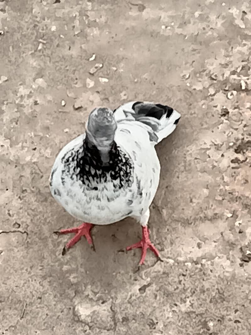 Normal Peigons pair 5