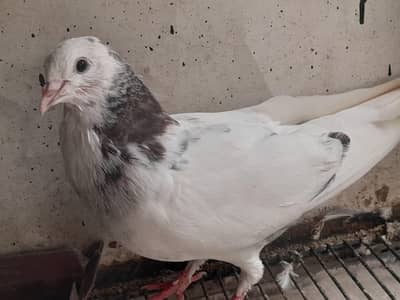 چھت والے ، ہائی فلائنگ،  ٹیڈی ، گولڈن پٹھے