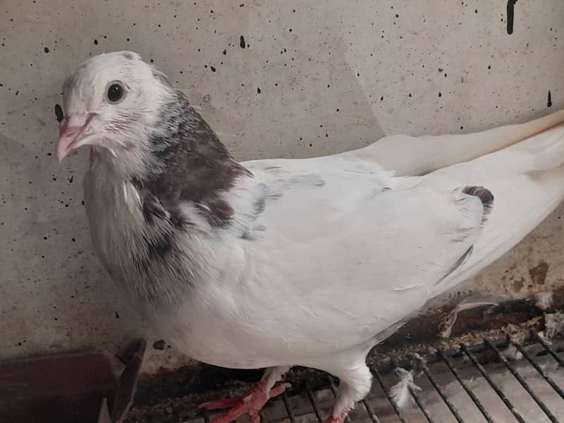 چھت والے ، ہائی فلائنگ،  ٹیڈی ، گولڈن پٹھے 0