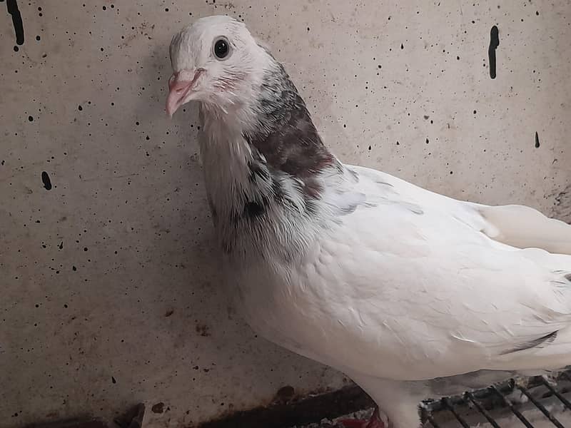چھت والے ، ہائی فلائنگ،  ٹیڈی ، گولڈن پٹھے 1