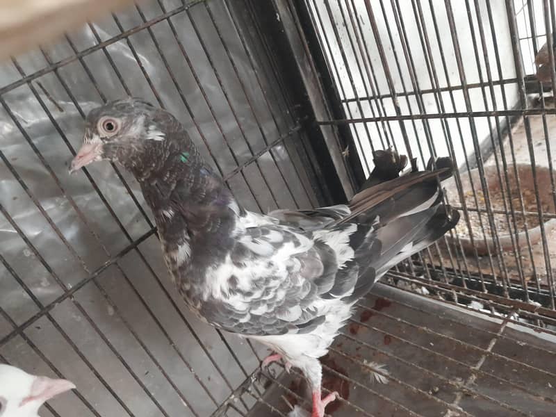 چھت والے ، ہائی فلائنگ،  ٹیڈی ، گولڈن پٹھے 4