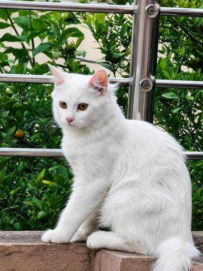 persian cat