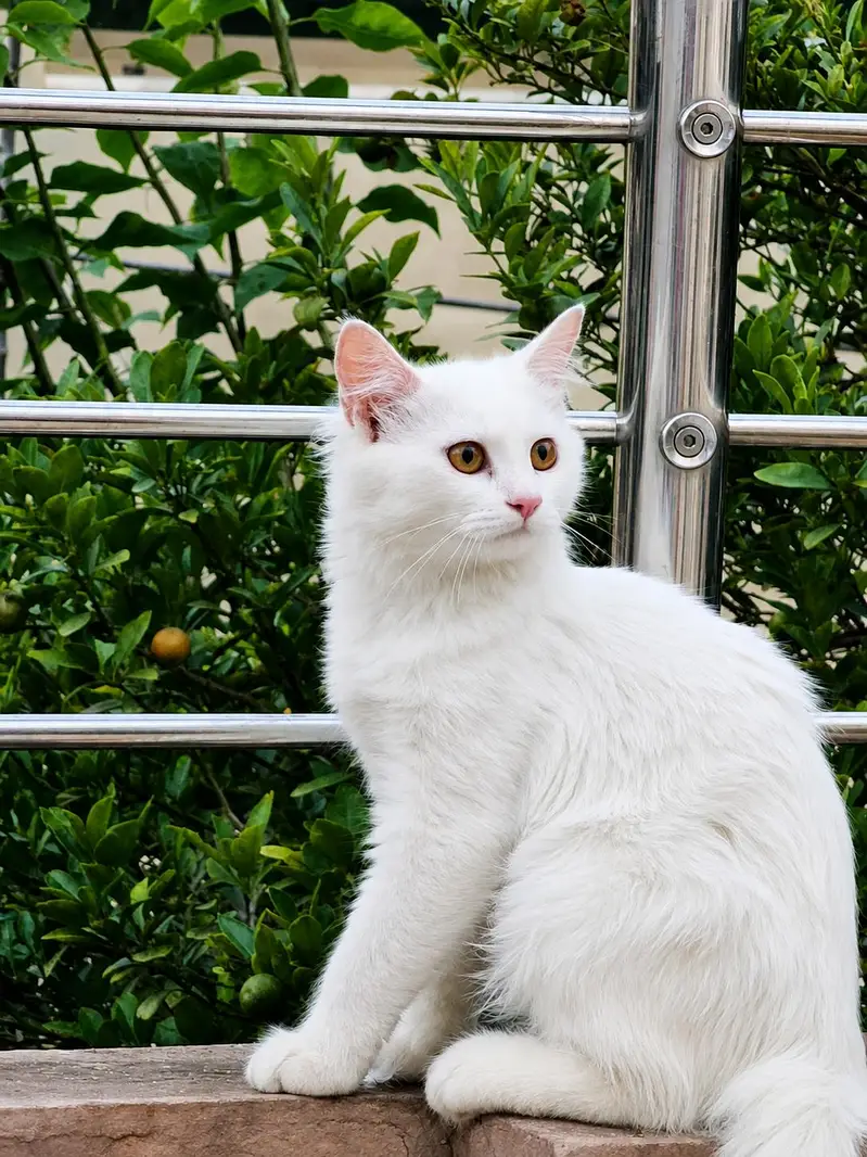 persian cat — photo 2