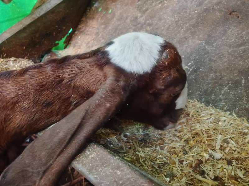 goats 0