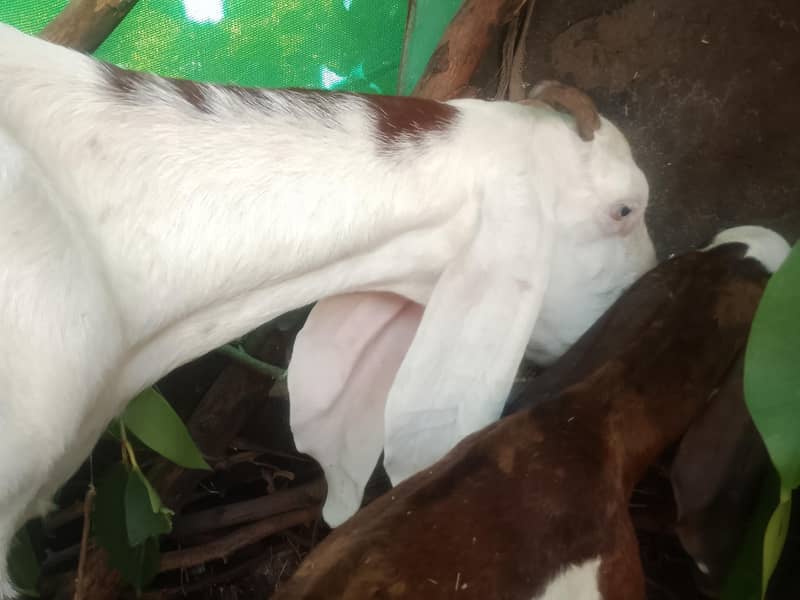 goats 1