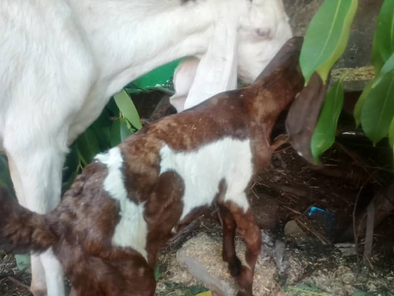 goats 2