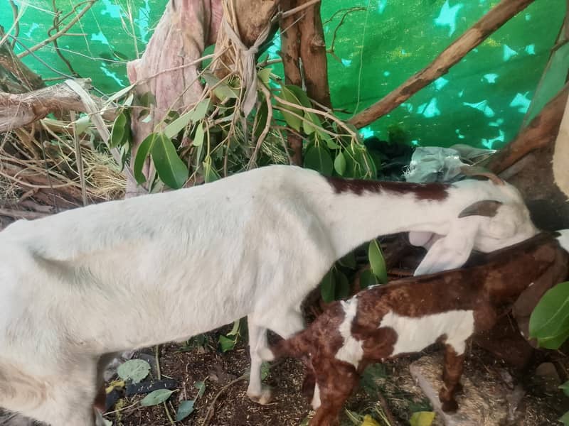 goats 3