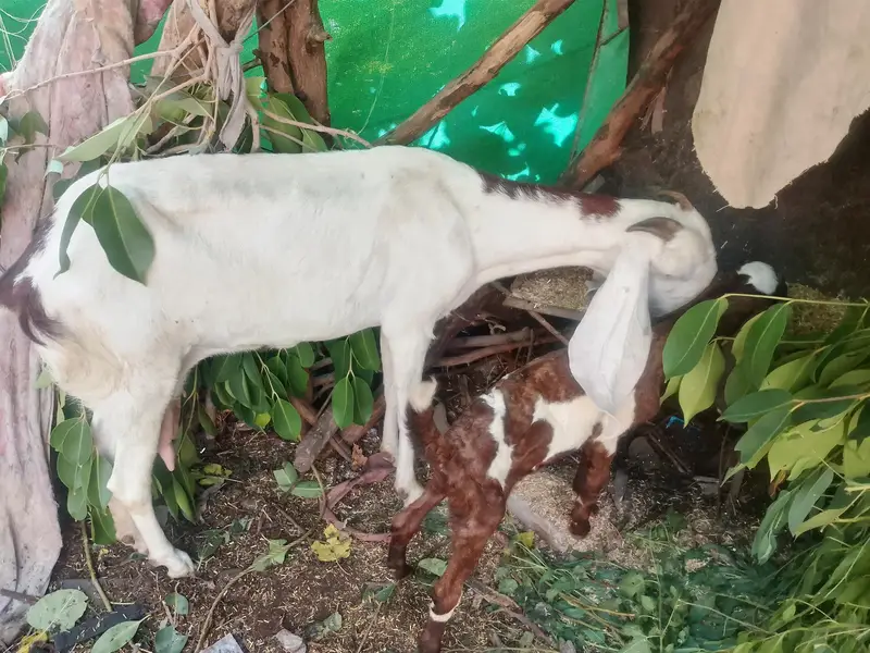 goats — photo 5