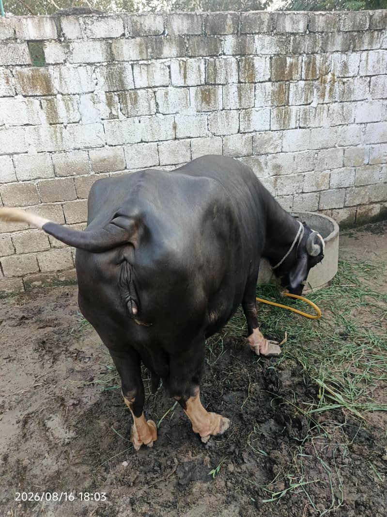 خوبصورت اور صحت مند بھینس فروخت کے لیے۔ 1