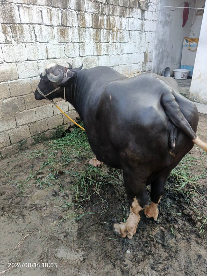 خوبصورت اور صحت مند بھینس فروخت کے لیے۔ 2