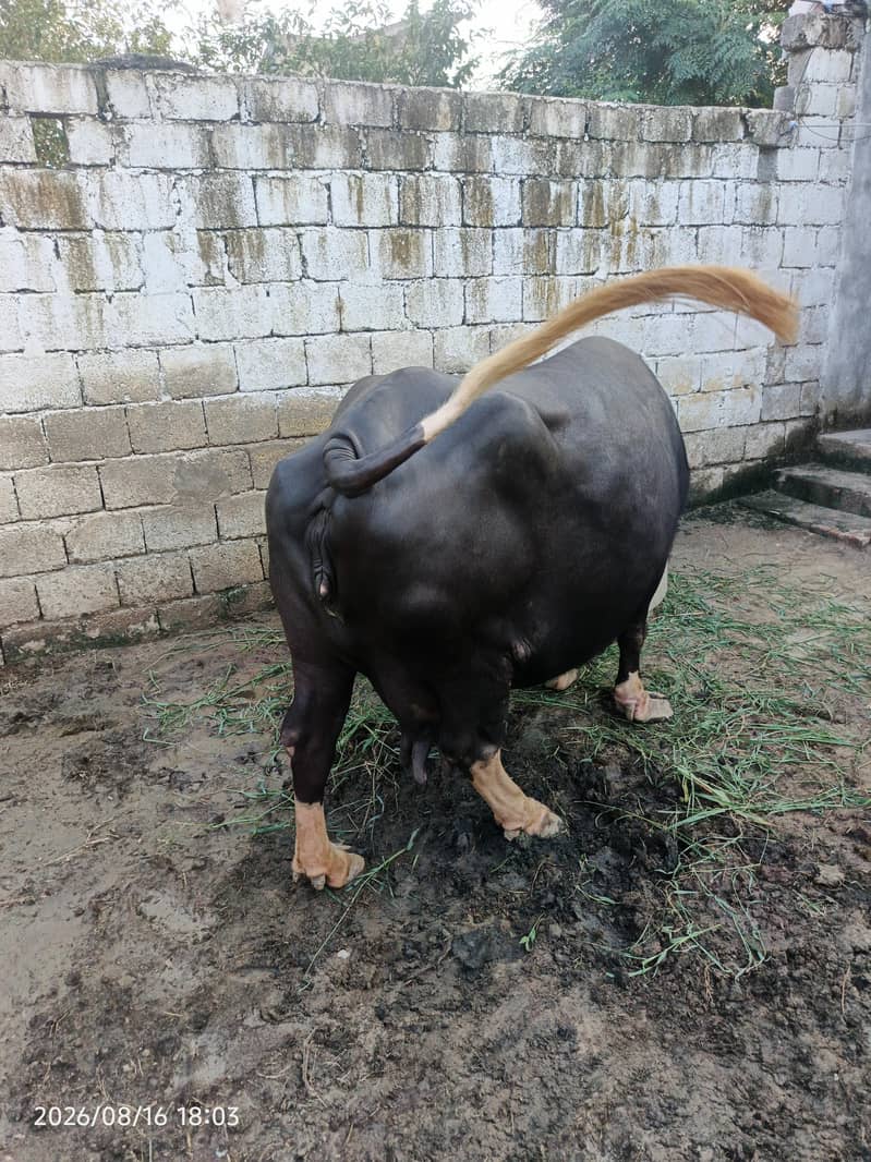 خوبصورت اور صحت مند بھینس فروخت کے لیے۔ 4