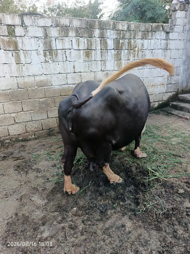 خوبصورت اور صحت مند بھینس فروخت کے لیے۔ — photo 5