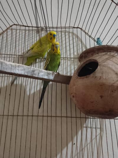 Breeder pair for sale
