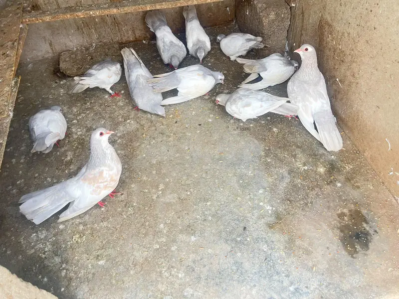 kasni khaal — photo 2