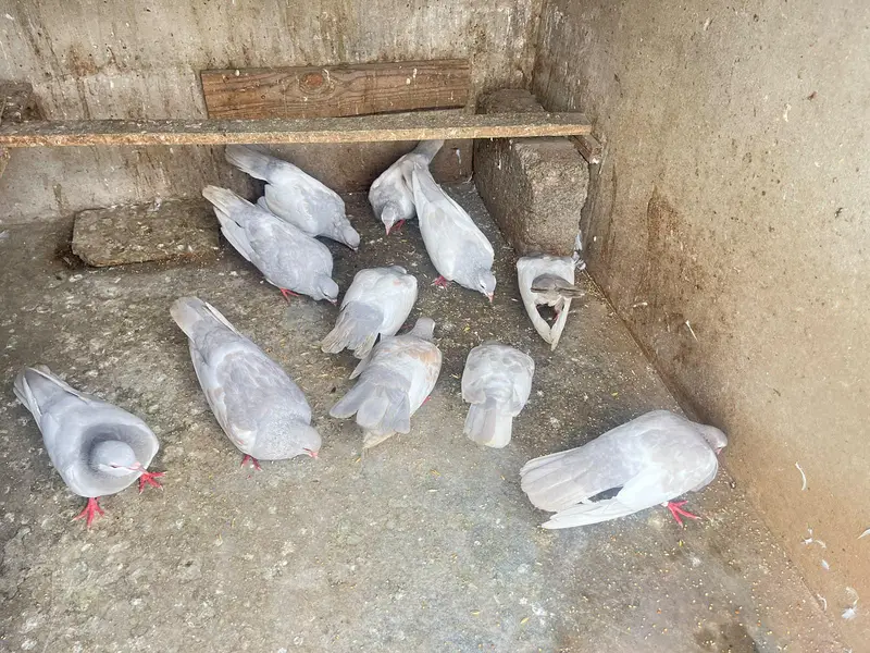 kasni khaal — photo 3