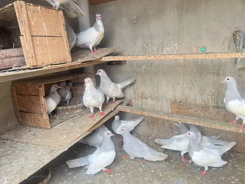 kasni khaal — photo 4