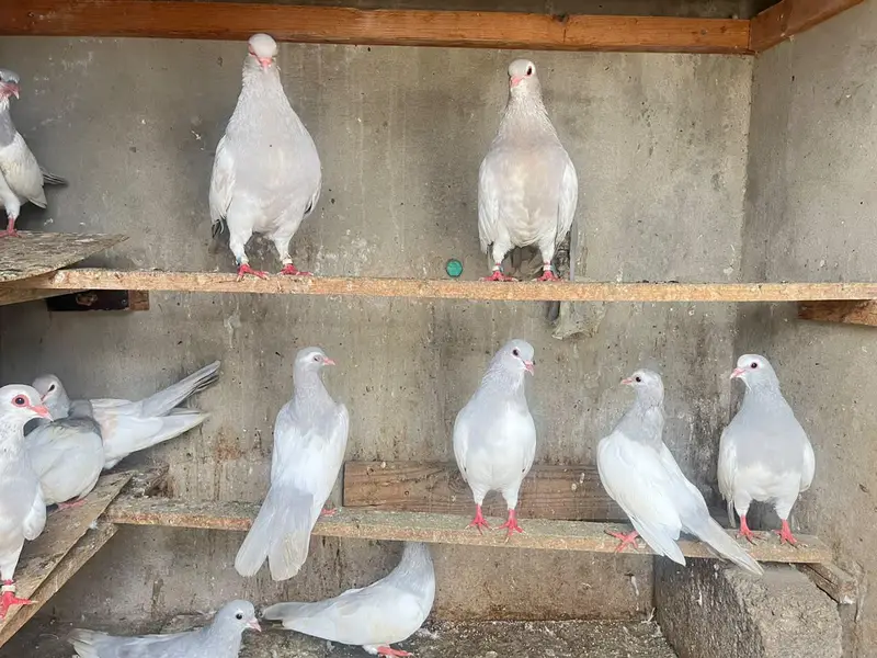 kasni khaal — photo 5