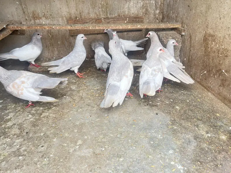 kasni khaal — photo 6