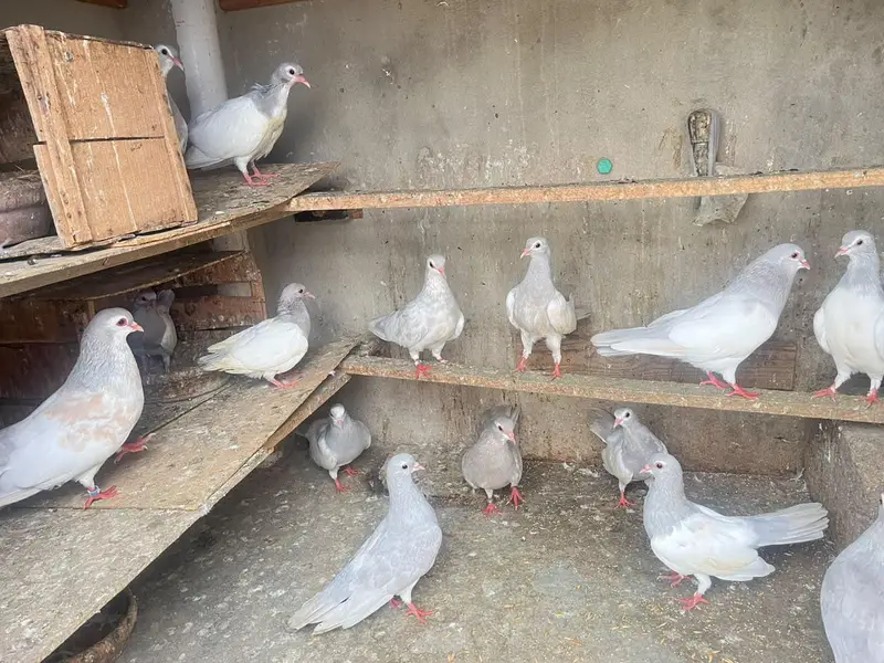 kasni khaal — photo 8