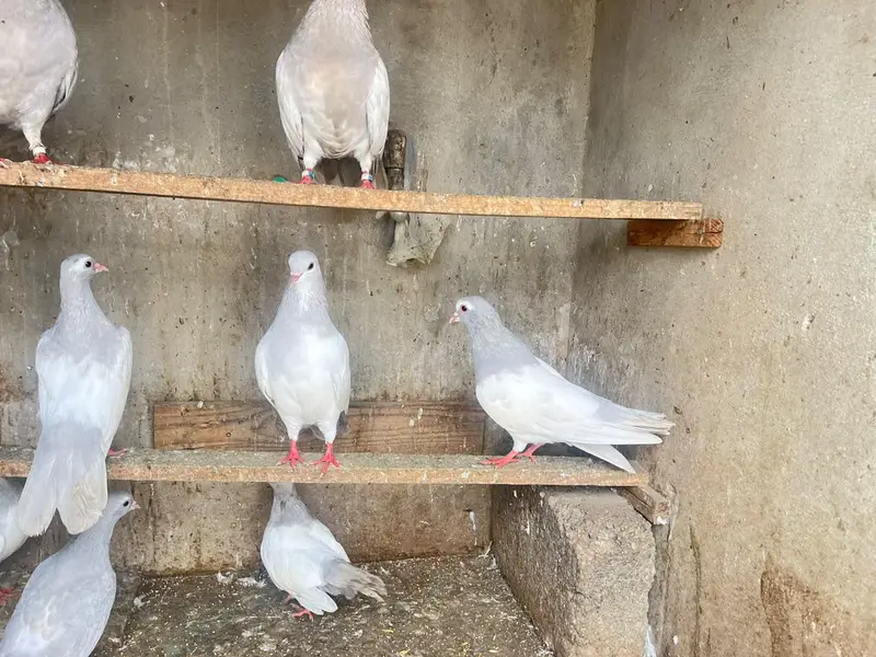 kasni khaal — photo 9