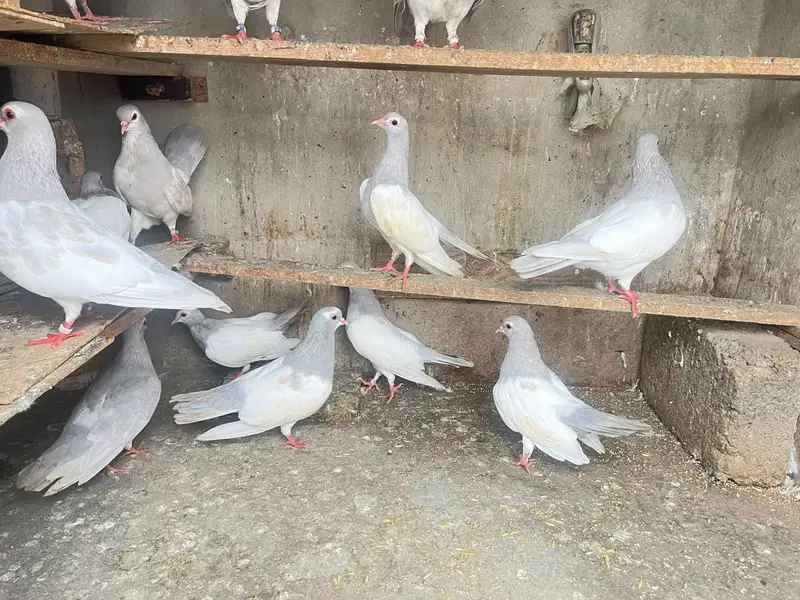 kasni khaal — photo 10