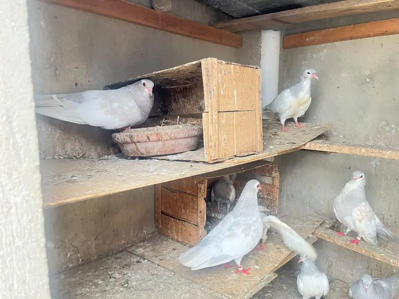kasni khaal — photo 11