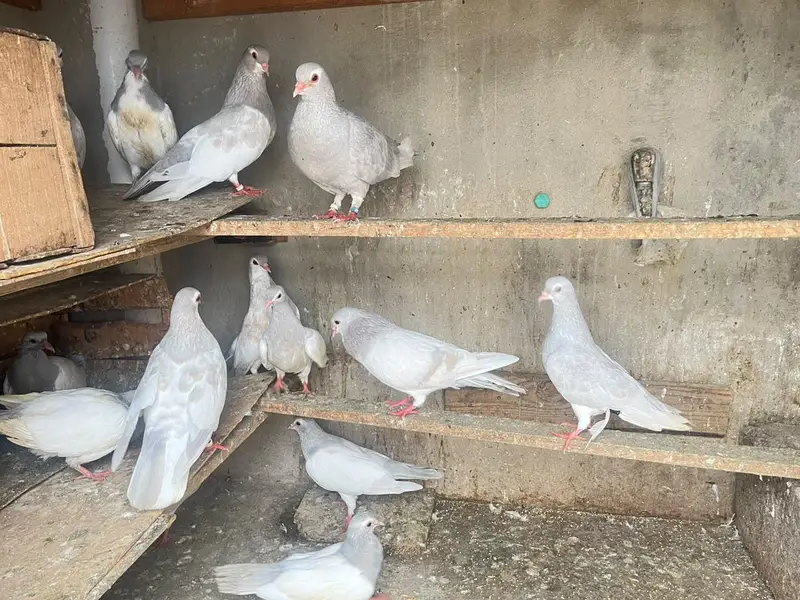kasni khaal — photo 12
